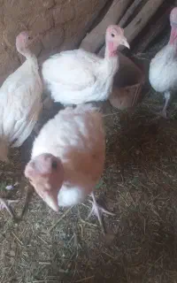 بوقلمون گوشتی