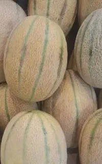 طالبی طارم رقم جانان و بارسا