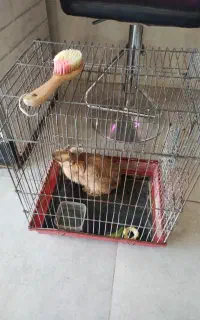 خرگوش بازیگوش