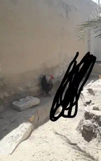 فروش خروس