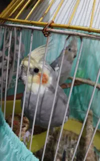 عروس هلندی سخنگو و رام دستی
