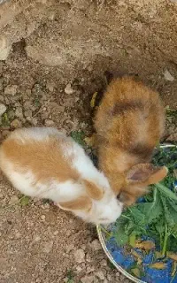 خرگوش نر و ماده