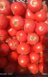 گوجه لوکس