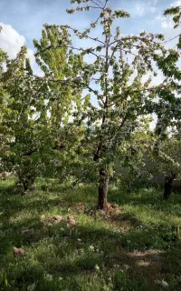 فروش باغ گیلاس و نوری شاهرودی در سکنج