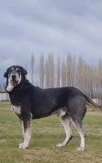 پژدر ۲۴ماهه