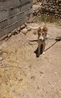 توله سگ نره چندماهه