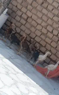 جوجه لاری اصیل