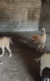 سگ نگهبان