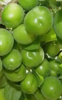 نهال گوجه سبز شهریاری