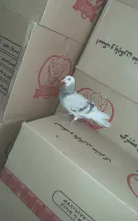 کبوتر