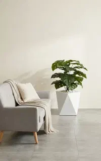 درختچه برگ انجیری