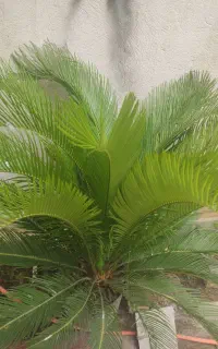 گل سیکاس