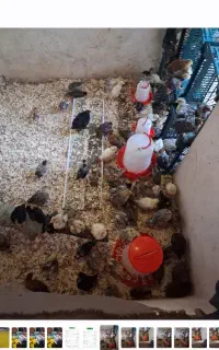 جوجه مرغ خروس 40و45و50روز