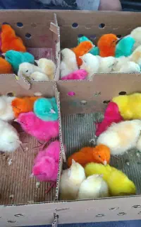 اسباب بازی رنگی رنگی