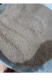 عدس بومی