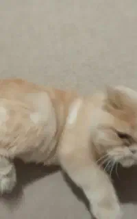 گربه پرشیین شناسنامه دار