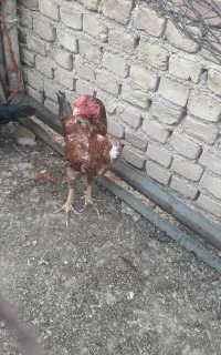 مرغ و خروس لاری