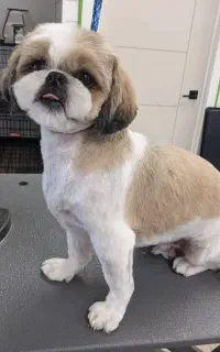 واگذاری سگ شیتزو