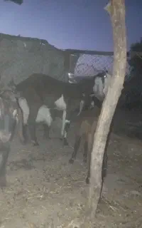 بزا بی دوقلوزا