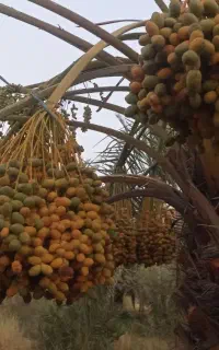 خارک برحی با کیفیت