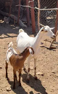 بز آهویی