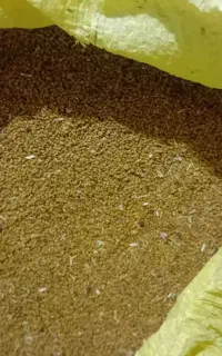 بذر یونجه