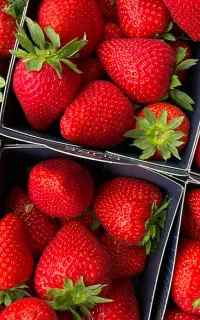 توت فرنگی و غیره