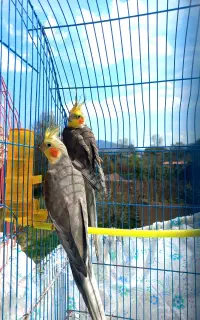 عروس هلندی