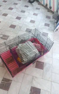 2 عدد قفس خرگوش خوکچه هندی سگ بچه گربه