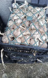 سیر قرمز خشک