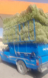 یونجه