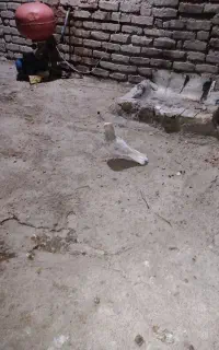ماده کرم دم سفید