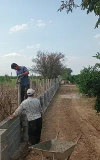 هرس نهال کاری قطع درخت  دیوار چینی پیوند زدن