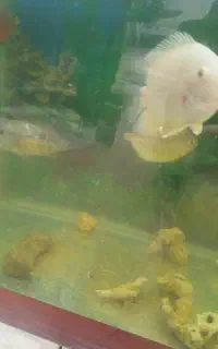 ماهی و آکواریوم
