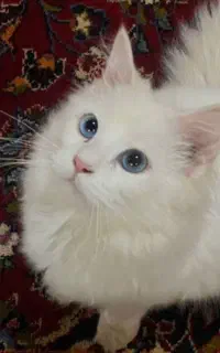 گربه خانگی