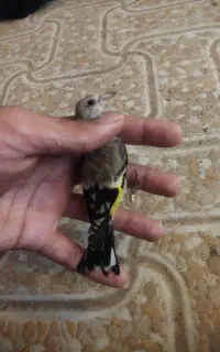 جوجه سهره