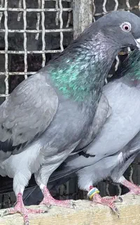 کبوتر پرشی اس