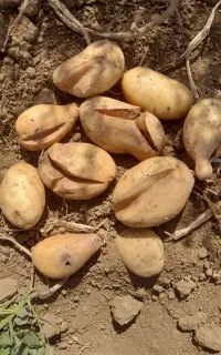 سبب زمینی