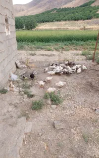 تعدادی اردک دارم واسه فروش   دونه ای ۵۰۰تومن