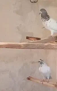 گمشده
