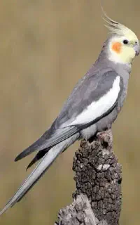 عروس هلندی گمشده در محدوده ۵۰۰ دستگاه سمت راست