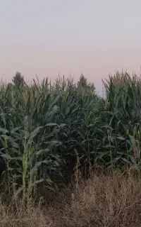 فروش ذرت