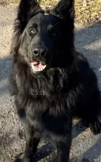 سگ ژرمن شپرد بلک