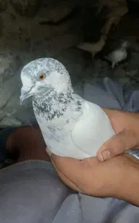 کفتر