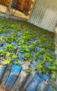 فروش نهال انگور بلک سیدلس+شناسنامه دار