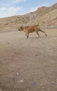 سگ سرابی ماده