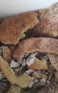 نون خشک