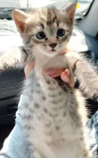 واگذاری بچه گربه