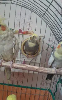 جوجه عروس
