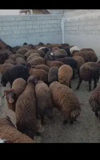 چوپان نیاز